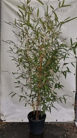 Phyllostachys aureos. 'Aureocaulis' 150-175 cm cont. 10L - afbeelding 4