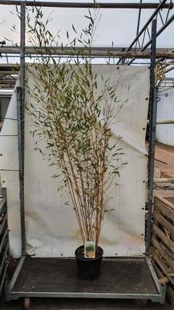 Phyllostachys aureos. 'Aureocaulis' 175-200 cm cont. 10L - afbeelding 1