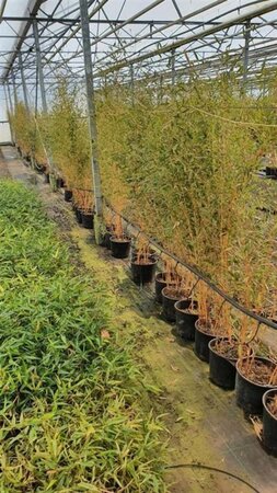 Phyllostachys aureos. 'Aureocaulis' 175-200 cm cont. 10L - afbeelding 2