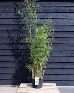 Fargesia robusta 'Campbell' 200-225 cm cont. 20L