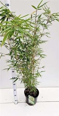 Fargesia robusta 'Campbell' 60-80 cm cont. 5,0L - afbeelding 1