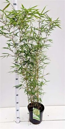 Fargesia robusta 'Campbell' 60-80 cm cont. 5,0L - afbeelding 3