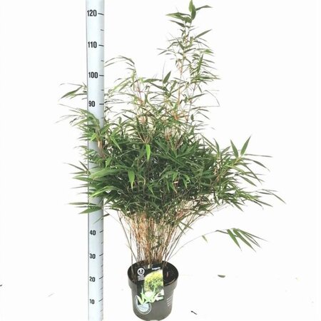 Fargesia rufa 60-80 cm cont. 5,0L - afbeelding 2