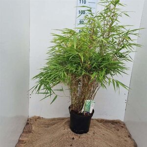 Fargesia rufa 80-100 cm cont. 7,5L - afbeelding 3