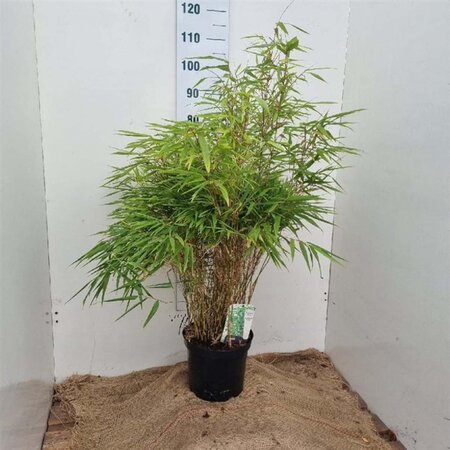 Fargesia rufa 80-100 cm cont. 7,5L - afbeelding 4