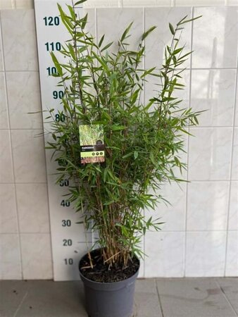 Fargesia rufa 80-100 cm cont. 7,5L - afbeelding 1