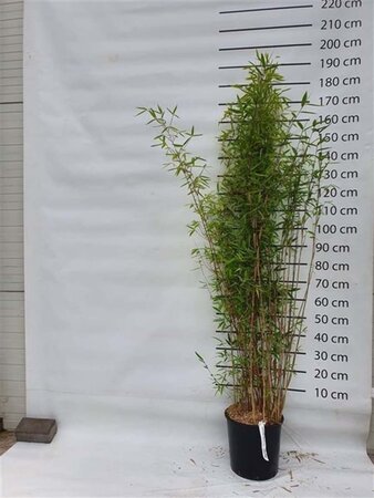 Fargesia 'Winter Joy' 175-200 cm cont. 15L - afbeelding 7