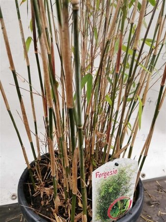 Fargesia 'Winter Joy' 175-200 cm cont. 15L - afbeelding 5