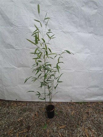 Phyllostachys aureos. 'Alata' 40-60 cm cont. 1L - afbeelding 2