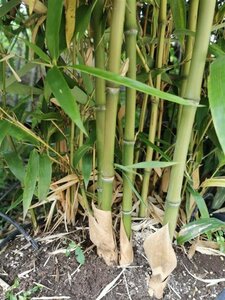 Phyllostachys atrovaginata 300-400 cm cont. 30L - afbeelding 3