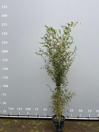 Phyllostachys aurea 200-250 cm cont. 18L - afbeelding 1