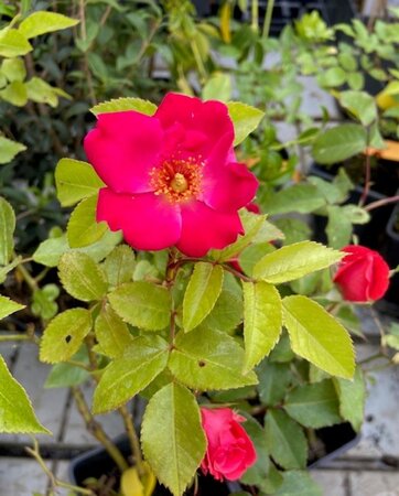 Rosa (F) 'Wettra' geen maat specificatie wortelgoed