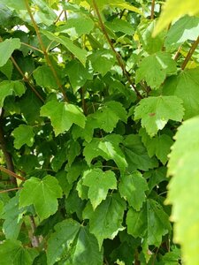 Acer rubrum 'Scanlon' 250-300 cm draadkluit meerstammig - afbeelding 1