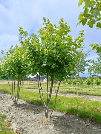 Acer rubrum 'Scanlon' 250-300 cm draadkluit meerstammig - afbeelding 2