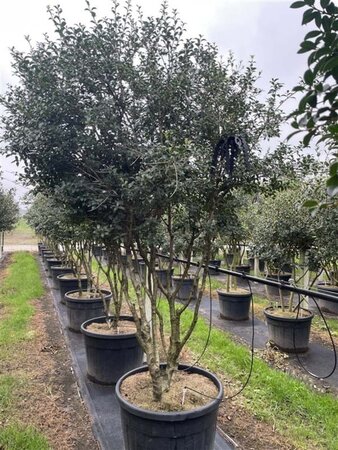 Osmanthus heterophyllus = aquifolium 200-250 cm cont. 90L multi-stem - image 1