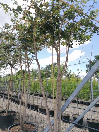 Acer campestre 250 cm stam draadkluit dakvorm