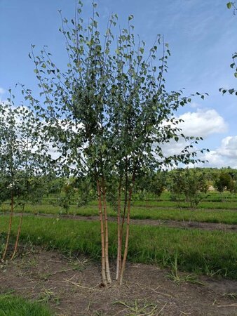 Betula pendula=verrucosa=alba 250-300 cm draadkluit meerstammig - afbeelding 2