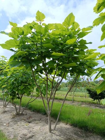 Catalpa bignonioides 300-350 cm draadkluit meerstammig - afbeelding 2