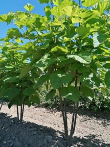 Catalpa bignonioides 300-350 cm draadkluit meerstammig - afbeelding 3