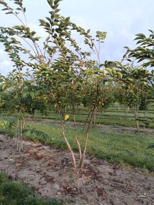 Prunus 'Accolade' 175-200 cm draadkluit meerstammig