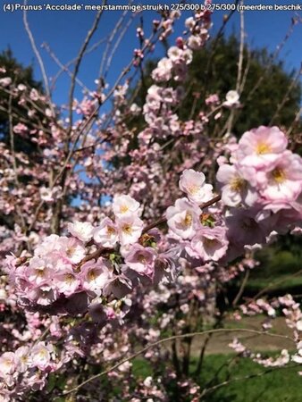 Prunus 'Accolade' 250-300 cm draadkluit meerstammig - afbeelding 2