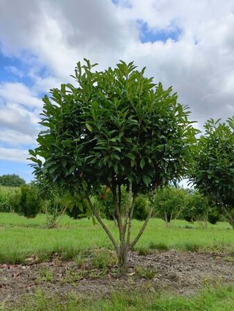 Prunus l. 'Reynvaanii' 175-200 cm draadkluit meerstammig