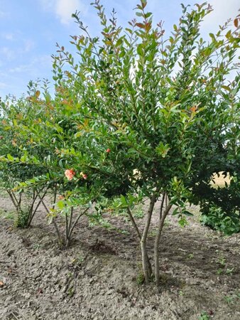 Punica granatum 150-175 cm draadkluit solitair - afbeelding 1