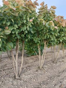 Tilia henryana 'Arnold Select' 175-200 cm draadkluit meerstammig