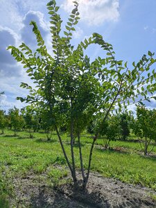 Ulmus 'Sapporo Autumn Gold' 250-300 cm draadkluit meerstammig - afbeelding 2