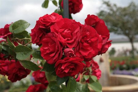 Rosa (K) Amadeus geen maat specificatie cont. 3,0L - afbeelding 1