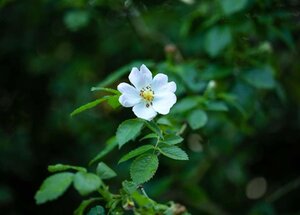 Rosa arvensis wortelgoed A kwaliteit