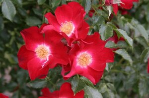 Rosa (K) 'Dorothy Perkins' 140-160 cm wortelgoed stam