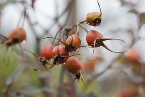 Rosa glauca = rubrifolia wortelgoed A kwaliteit