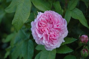 Rosa (H) Jacques Cartier geen maat specificatie cont. 3,0L - afbeelding 1