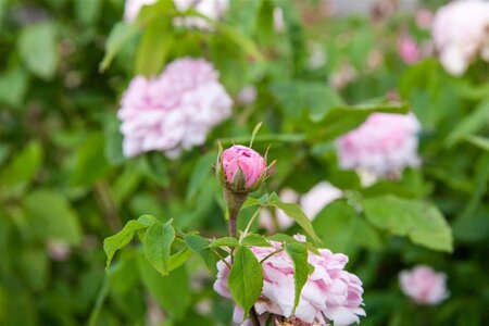 Rosa (H) Jacques Cartier geen maat specificatie cont. 3,0L - afbeelding 2