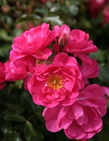 Rosa (F) Neon® geen maat specificatie wortelgoed export kwal.