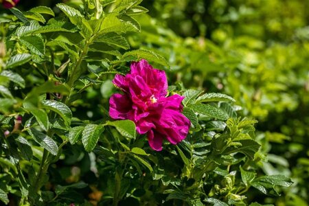 Rosa (H) 'Roseraie de L'Haÿ' geen maat specificatie cont. 3,0L