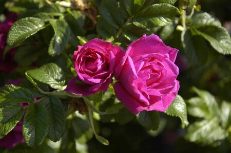 Rosa (R) 'Rotes Meer' geen maat specificatie cont. 3,0L