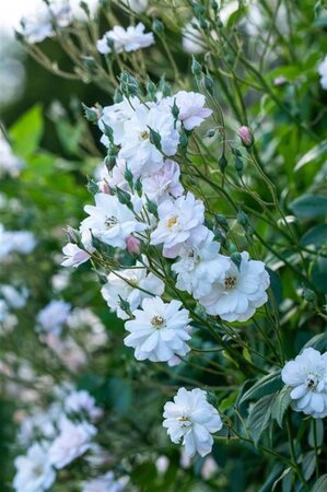 Rosa (K) 'Rambling Rector' geen maat specificatie cont. 3,0L - afbeelding 2