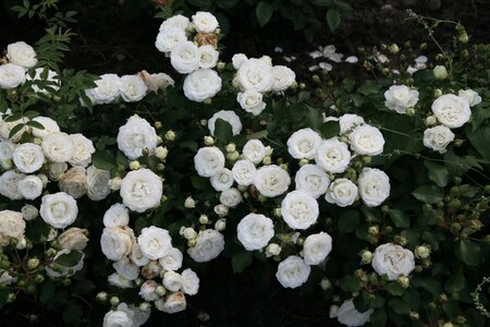 Rosa (M) Schneeküsschen wortelgoed A kwaliteit - afbeelding 1