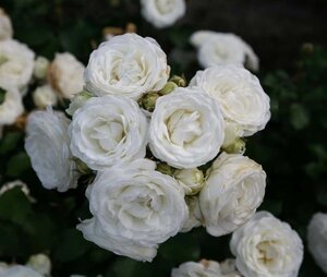 Rosa (M) Schneeküsschen wortelgoed A kwaliteit - afbeelding 2