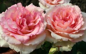 Rosa (T) Souvenir de Baden- Baden geen maat specificatie cont. 3,0L - afbeelding 1