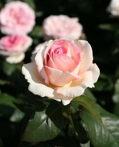 Rosa (T) Souvenir de Baden- Baden geen maat specificatie cont. 3,0L - afbeelding 2