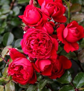 Rosa (K) Florentina geen maat specificatie cont. 3,0L - afbeelding 2