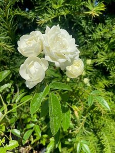 Rosa (M) 'White Fairy' geen maat specificatie cont. 1,5L - afbeelding 1