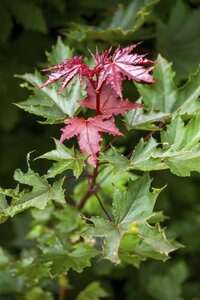 Acer plat. 'Crimson Sentry' 6-8 Hoogstam wortelgoed - afbeelding 1