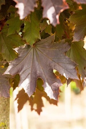 Acer plat. 'Crimson Sentry' 6-8 Hoogstam wortelgoed - afbeelding 3