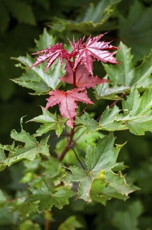 Acer plat. 'Crimson Sentry' 8-10 Hoogstam draadkluit - afbeelding 1