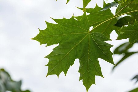 Acer plat. 'Globosum' 10-12 Hoogstam draadkluit - afbeelding 1