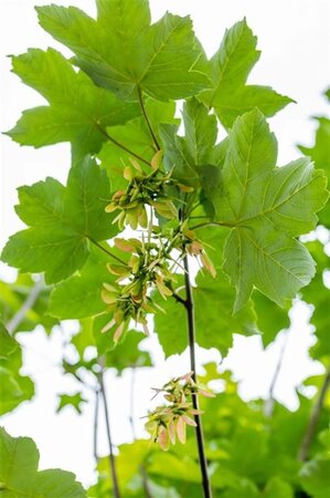 Acer pseudoplatanus 10-12 Hoogstam draadkluit - afbeelding 2